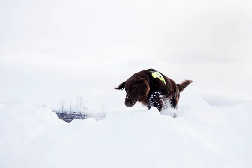Lavinhund hoppar i snö