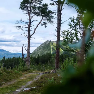 Röstberget i Funäsdalen