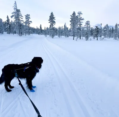 Hund står i ett längdspår under en längdskidtur