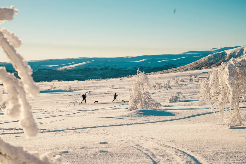 Två personer åker längdskidor med sin hund på fjället