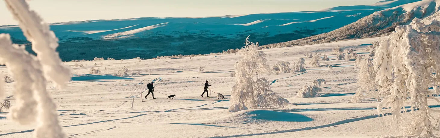 Två personer åker längdskidor med hund på ett fjäll