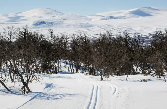 Längdspåren i Fjällnäs